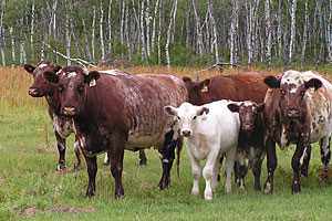 Saskvalley Female