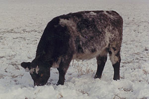 Saskvalley Female