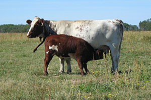 Saskvalley Female