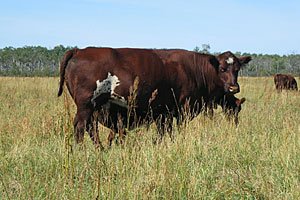 Saskvalley Female