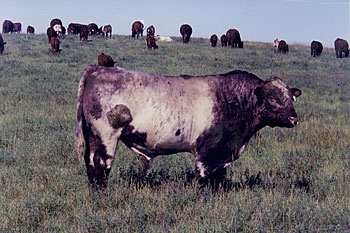 Saskvalley Navajo and cows on pasture